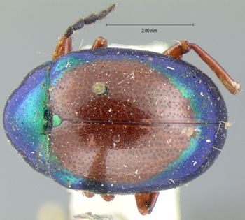 Media type: image; Entomology 17297   Aspect: habitus dorsal view